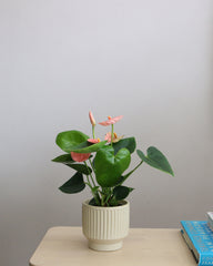 Anthurium Andraeanum