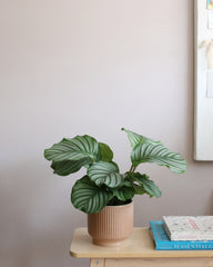 Calathea Orbifolia