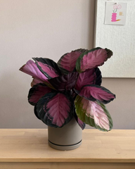 Calathea Roseopecta Rosy