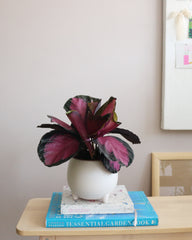 Calathea Roseopecta Rosy