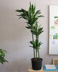 Dracaena Fragrans