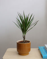 Dracaena Marginata