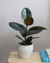Ficus Elastica
