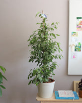 Ficus Benjamina