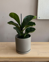 Ficus Lyrata Bambino