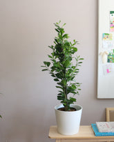 Ficus Microcarpa