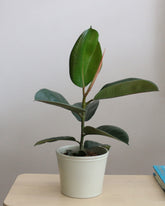 Ficus Elastica Robusta