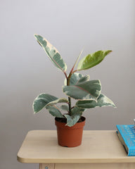 Ficus Elastica Tineke