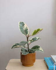 Ficus Elastica Tineke