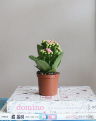 Kalanchoe