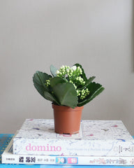 Kalanchoe