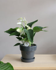 Anthurium Andraeanum White champion