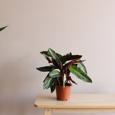 Calathea Stromanthe