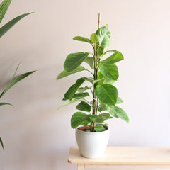 Ficus Altissima