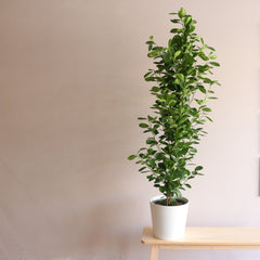 Ficus Microcarpa