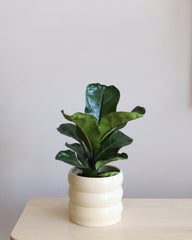 Ficus Lyrata Bambino