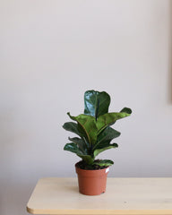 Ficus Lyrata Bambino