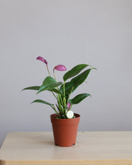 Anthurium Zizou