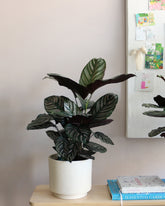 Calathea Ornata