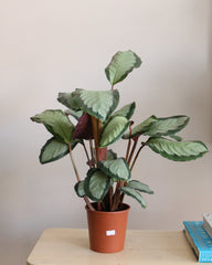 Calathea