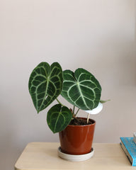 Anthurium Clarinervium