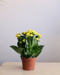 Kalanchoe Medium