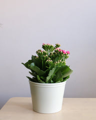Kalanchoe Medium
