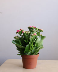 Kalanchoe Medium