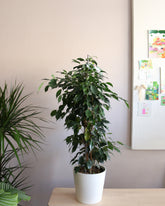 Ficus Benjamina Dainielle