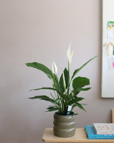Peace Lily