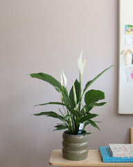 Peace Lily