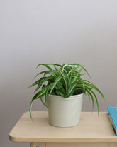Spider Plant "Bennie"