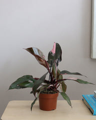 Pink Princess Philodendron