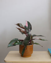 Pink Princess Philodendron