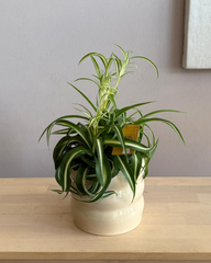 Spider Plant "Bennie"