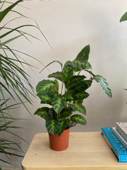 Calathea Mix