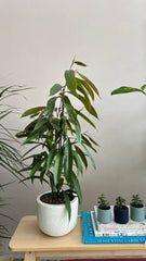 Ficus Amstel King