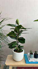 Ficus Americana