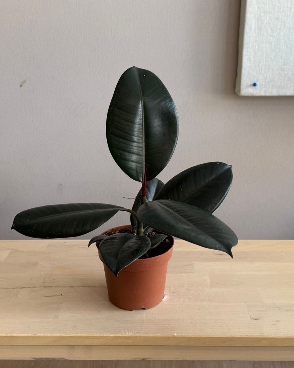 Ficus Elastica