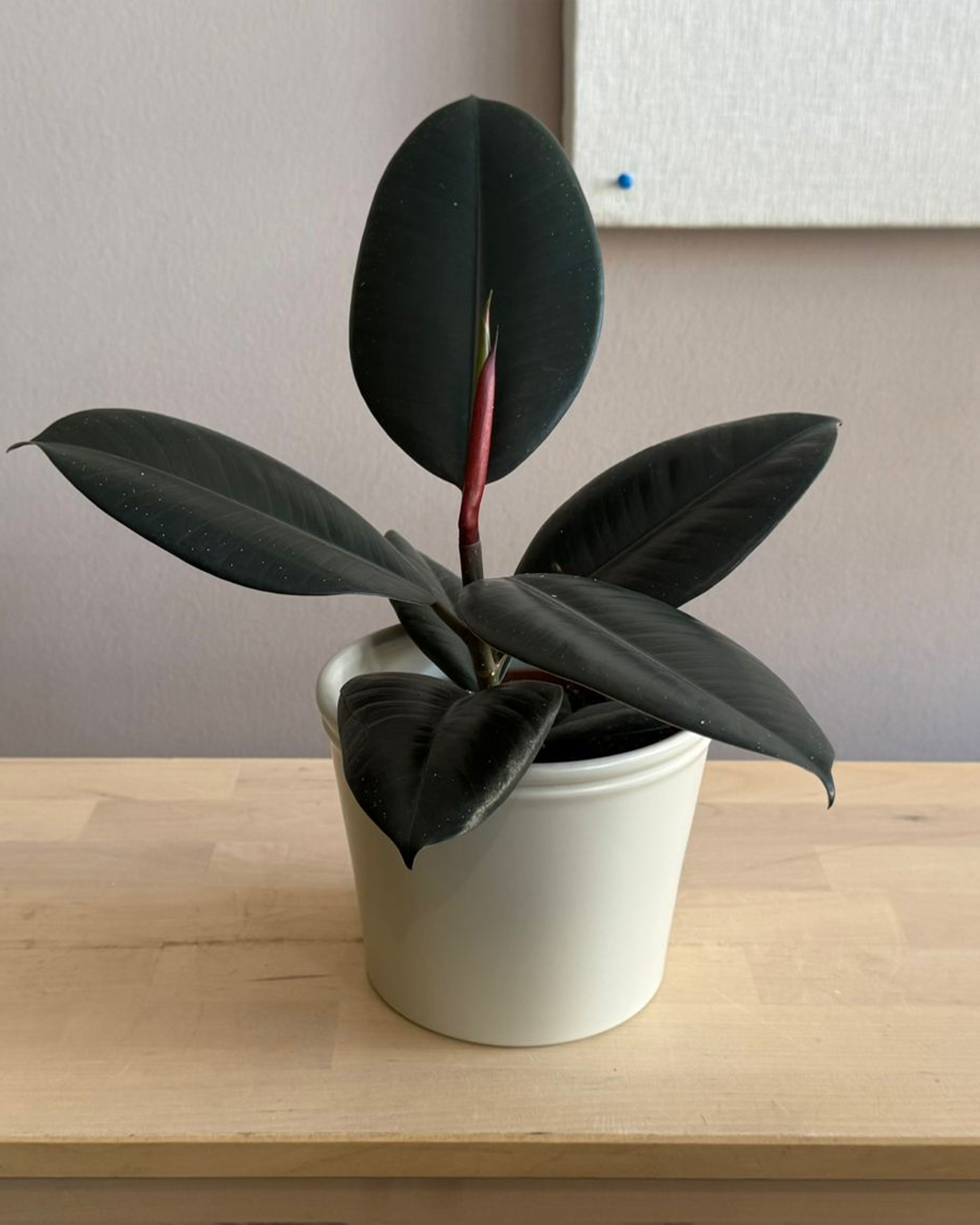 Ficus Elastica
