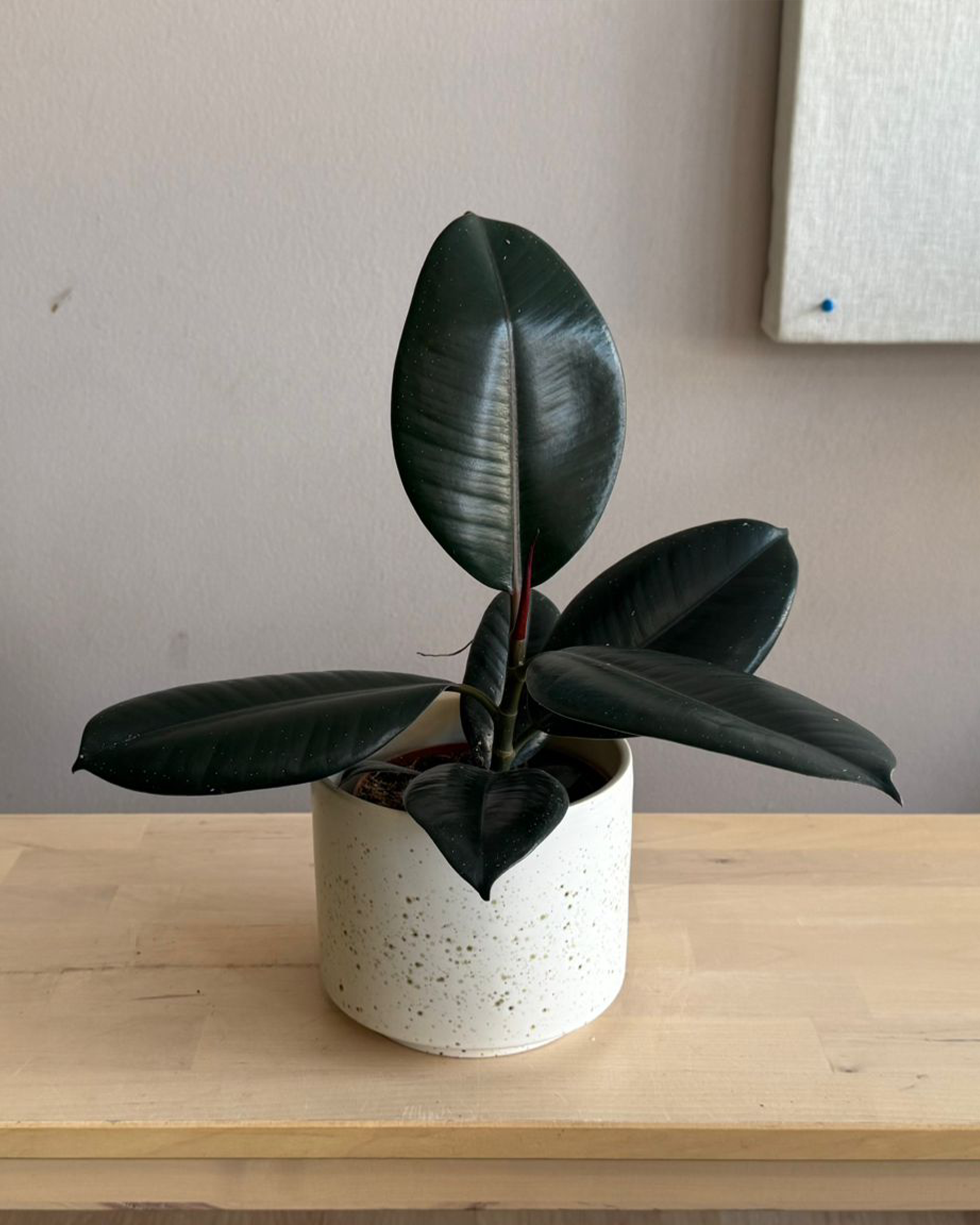 Ficus Elastica