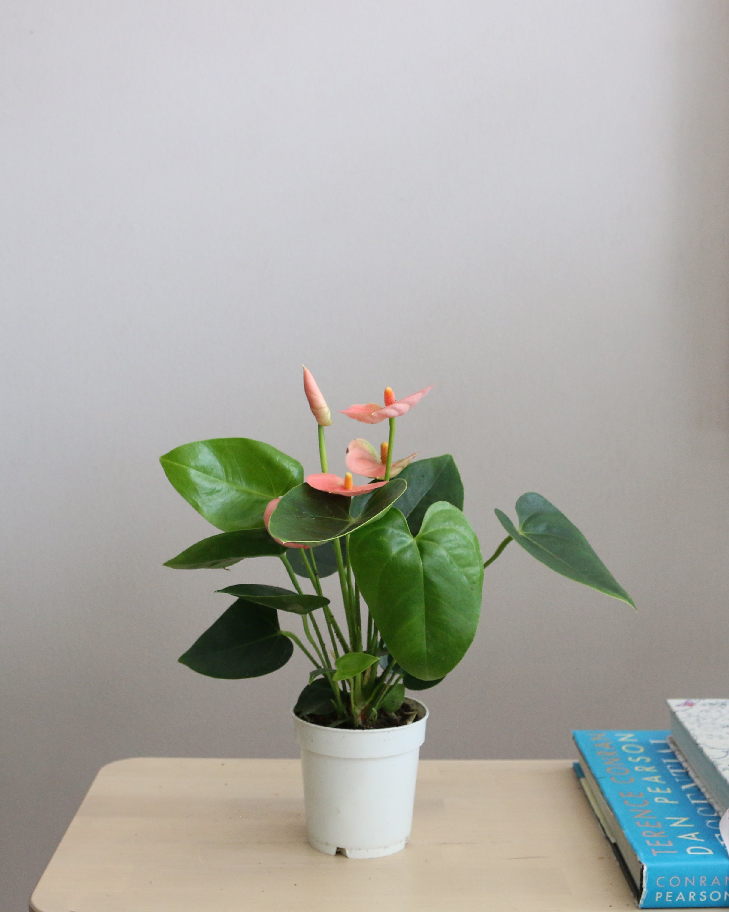 Anthurium Andraeanum