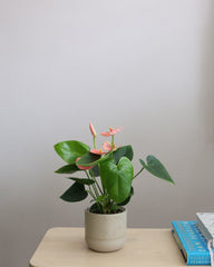 Anthurium Andraeanum