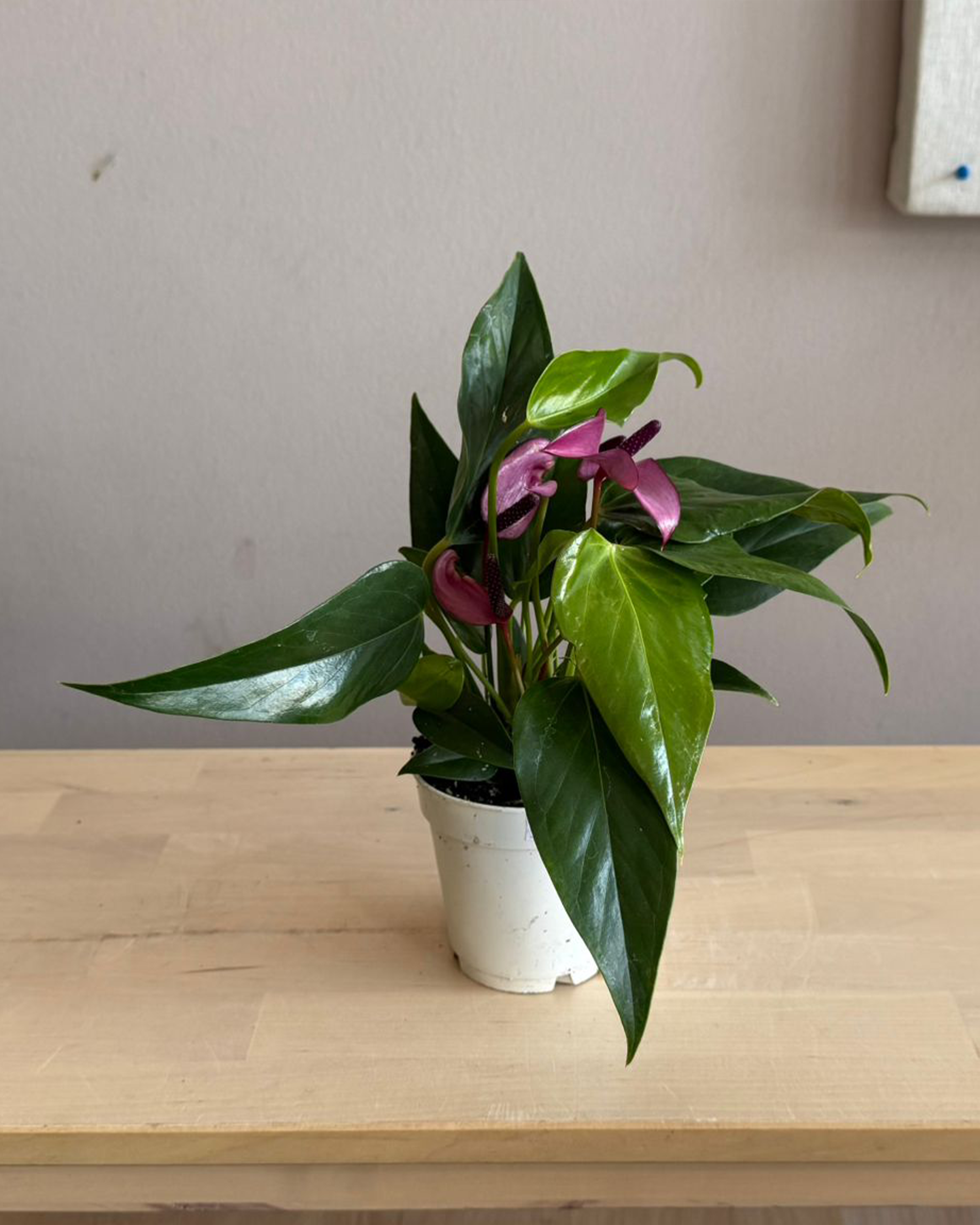 anthurium zizou care Anthurium Zizou – Sky and Greens