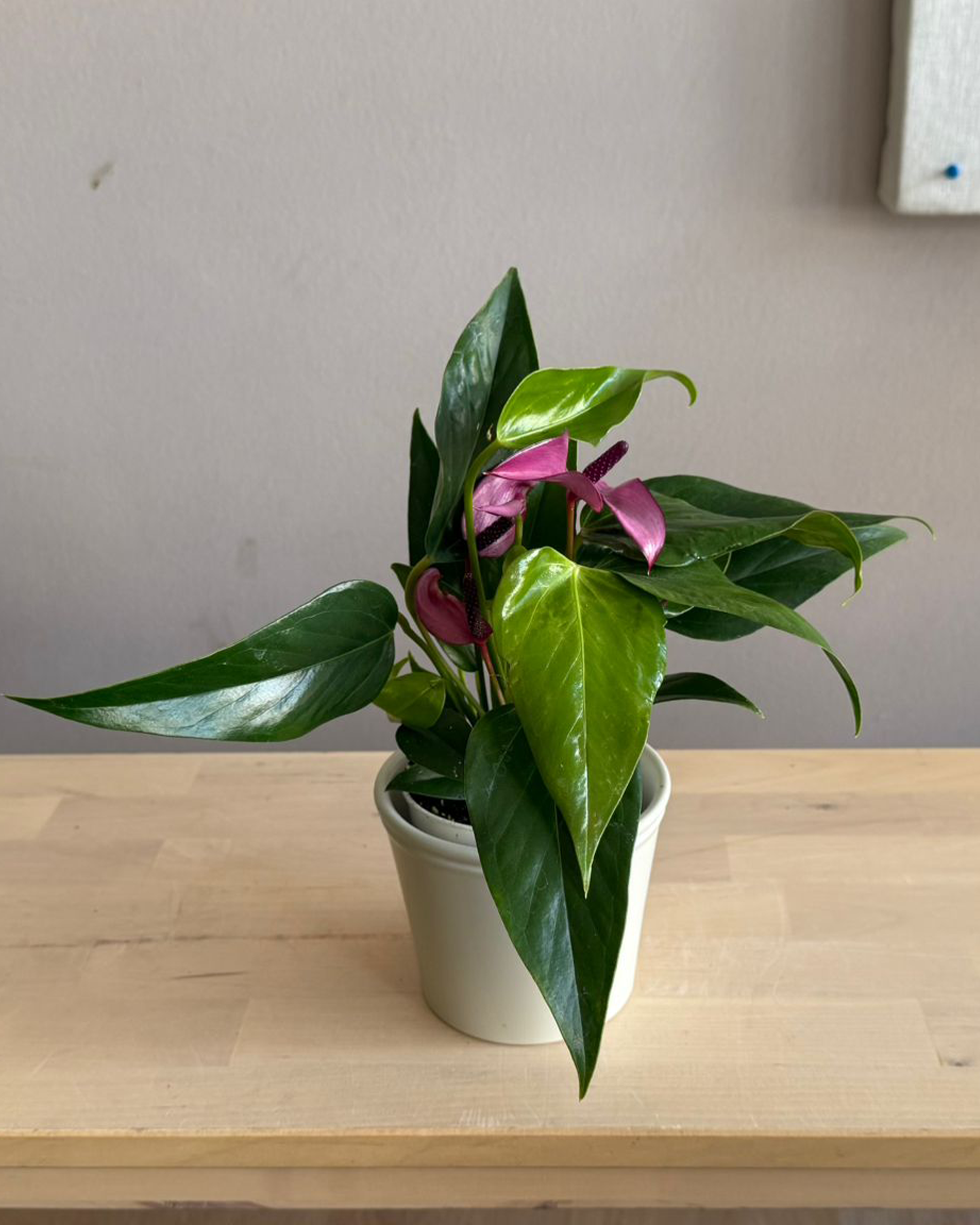 anthurium cirano Anthurium Zizou – Sky and Greens