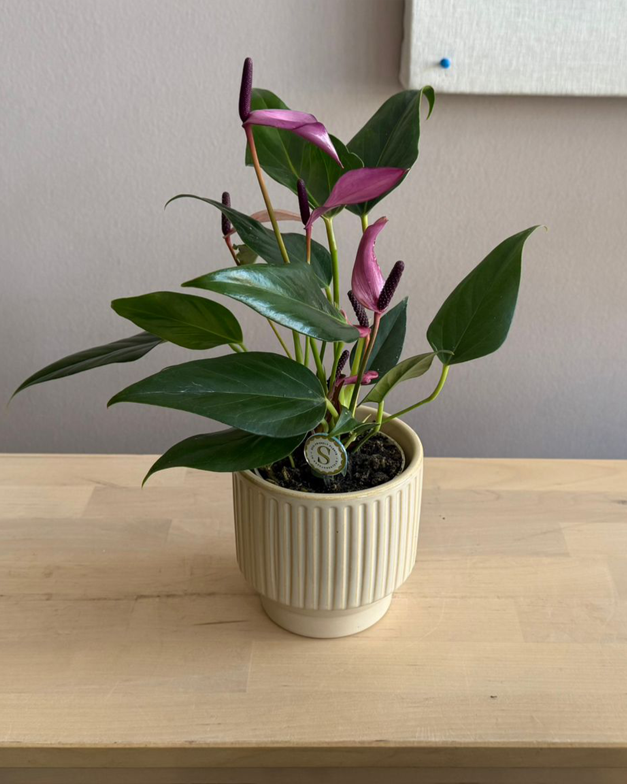 anthurium zizou Anthurium Zizou – Sky and Greens
