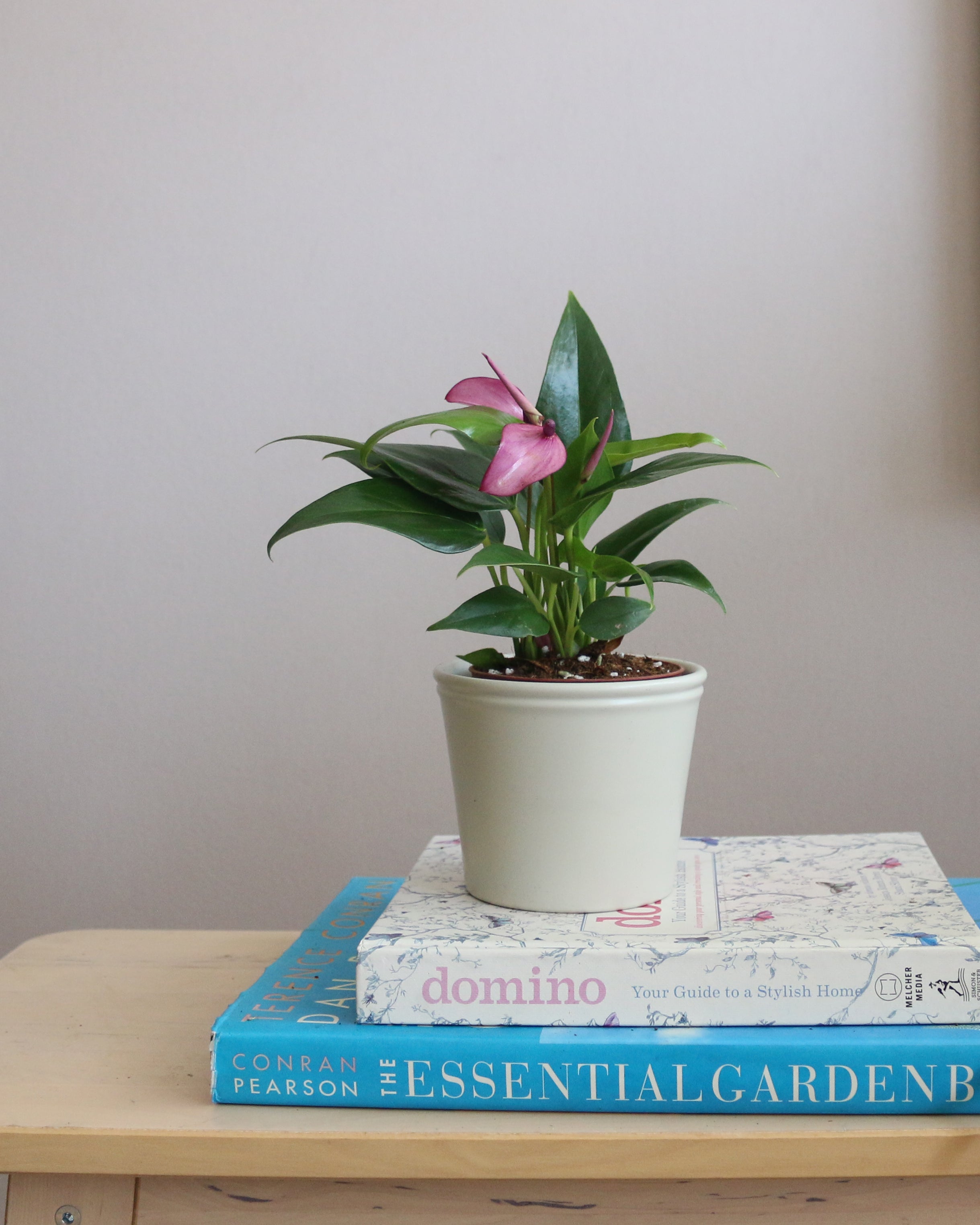 anthurium domino Anthurium Zizou – Sky and Greens