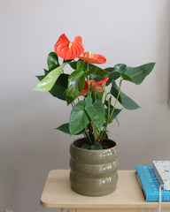 Anthurium