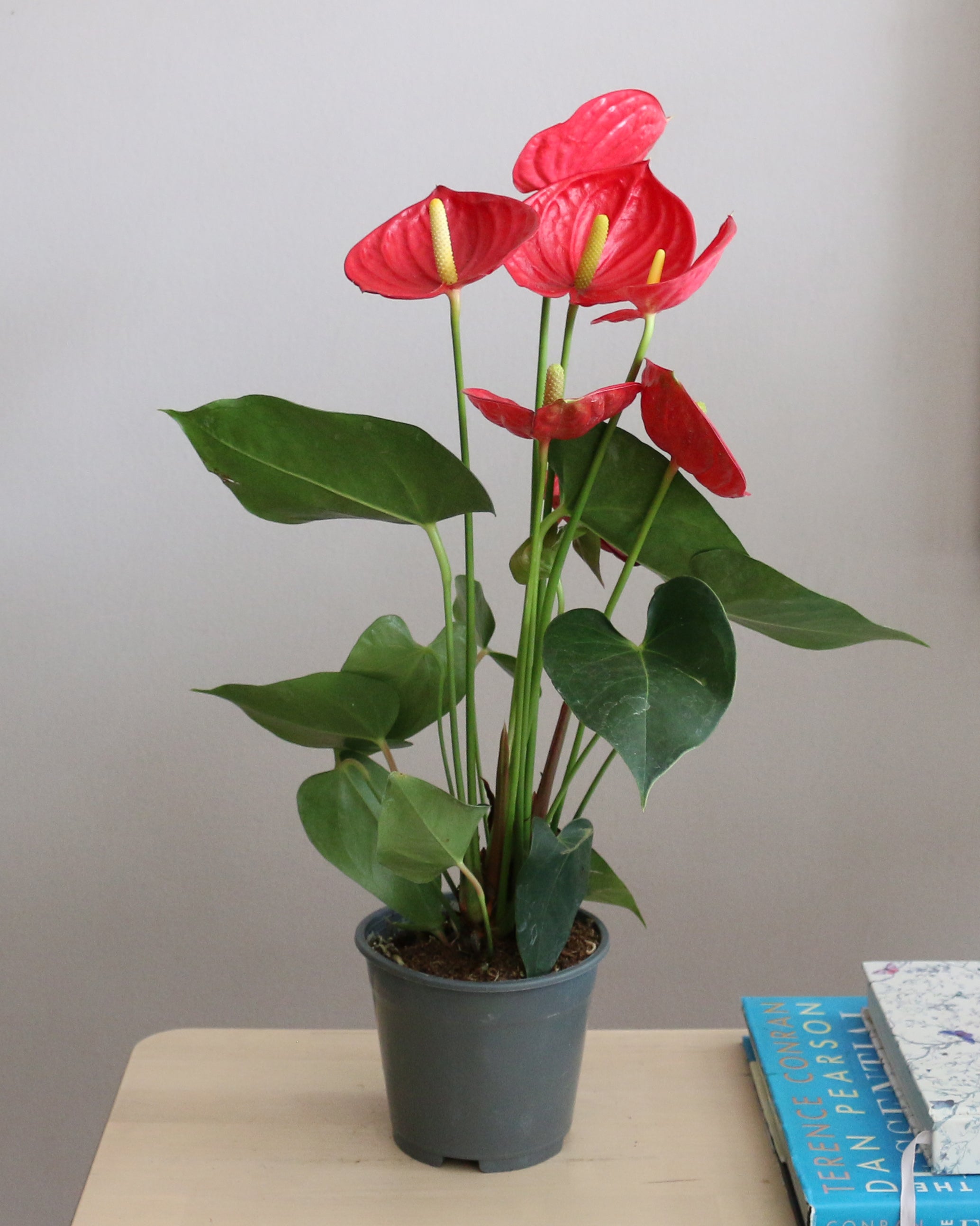 Anthurium