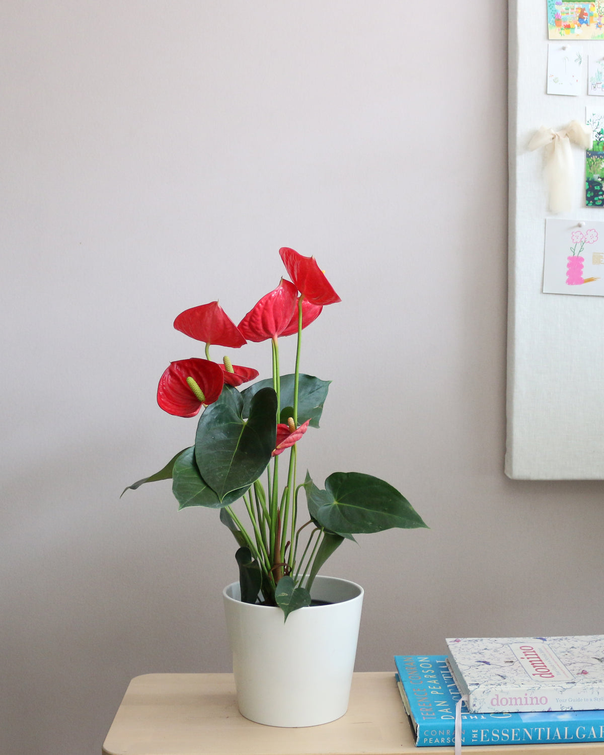 Anthurium